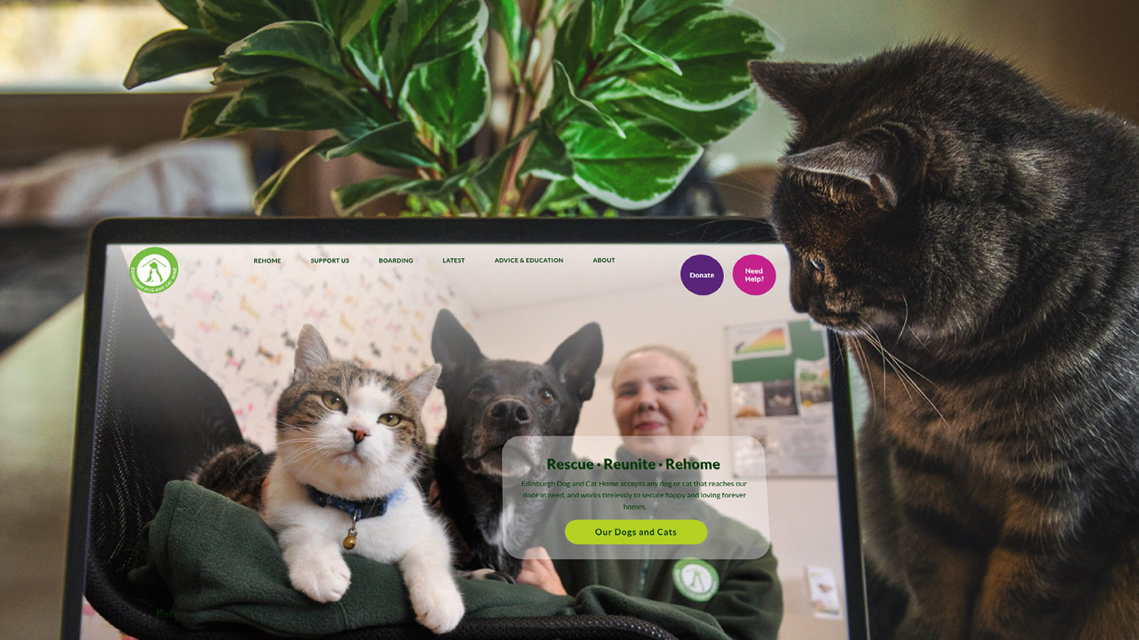Cats and sales new homes